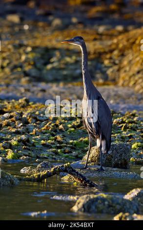 Ein großer Blaureiher (Ardea herodias), der im flachen Wasser auf Vancouver Island im warmen Morgenlicht steht Stockfoto