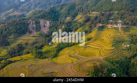 Die majestätischen terrassenförmigen Felder in der Provinz Ha Giang, Vietnam. Reisfelder bereit für die Ernte im Nordwesten Vietnams. Stockfoto