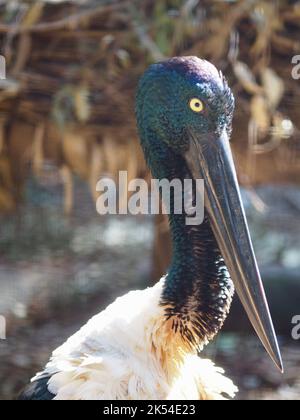 Bezaubernder, fesselnder Schwarzhalsstorch in majestätischer Pracht. Stockfoto