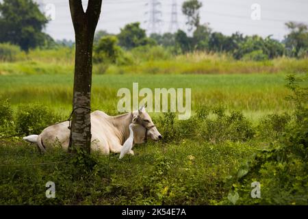Eine Kuh, die friedlich in der Nähe des Reisfeldes Indiens sitzt. Stockfoto