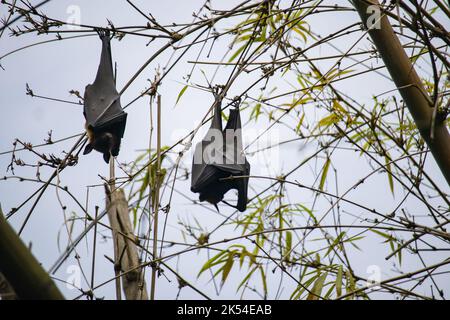 Schwarze Fruchtfledermäuse hängen kopfüber von Baumzweigen in kalkutta. Diese nachtaktiven Tiere schlafen in dieser Position tagsüber. Stockfoto