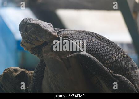 indische Warane oder bengalische Warane sonnen sich in der Morgensonne. Stockfoto