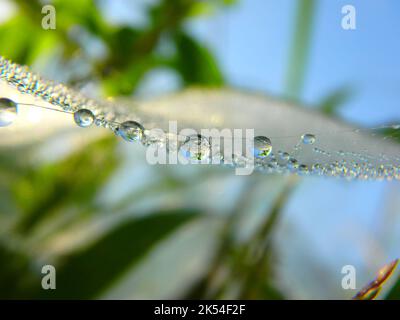 Wassertropfen oder Tautropfen am Morgen, Tropfen auf das Spinnennetz Stockfoto