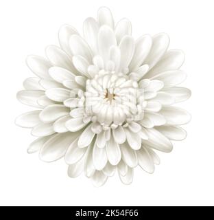 Weiße Chrysanthemen Blume, Mütter, Illustration, isoliert auf weißem Hintergrund, Realismus, Foto realistisch Stockfoto