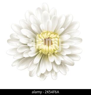 Weiße Chrysanthemen Blume, Mütter, Illustration, isoliert auf weißem Hintergrund, Realismus, Foto realistisch Stockfoto