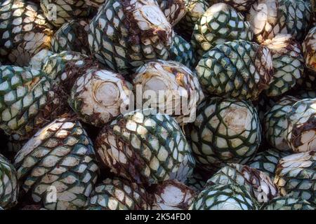 Eine Agave stapelt sich in der Destillerie, die auf die Verarbeitung wartet, Tequila, Jalisco, Mexiko. Ernte Agave. Stockfoto