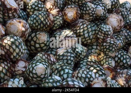 Eine Agave stapelt sich in der Destillerie, die auf die Verarbeitung wartet, Tequila, Jalisco, Mexiko. Ernte Agave. Stockfoto