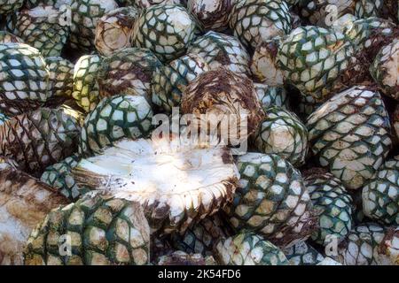 Eine Agave stapelt sich in der Destillerie, die auf die Verarbeitung wartet, Tequila, Jalisco, Mexiko. Ernte Agave. Stockfoto