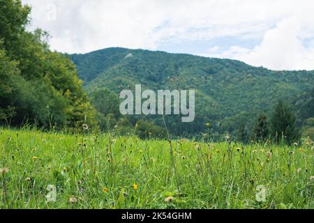 Bergwiese von Abendsonne beleuchtet.Spätsommer. Hochwertige Fotos Stockfoto