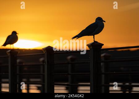 Foto einer Sommeruntergangsszene. Silhouette einer Möwe, die auf einem Dock vor einem orangen Sonnenuntergang im Hintergrund thront. Stockfoto