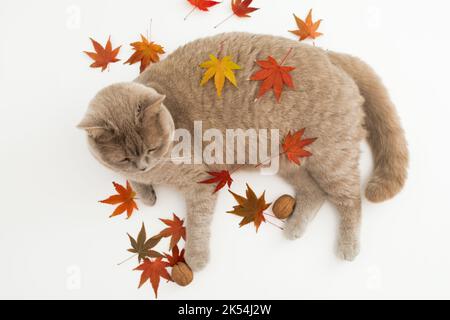 Nette Katze auf weißem Hintergrund. Schottische Katze mit herbstlichen Herbstblättern Stockfoto