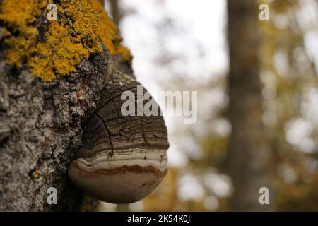 Eine Nahaufnahme des wachsenden Phellinus igniarius-Pilzes auf Baumrinde Stockfoto