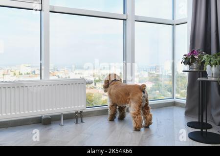 Ein amerikanischer Cocker Spaniel steht in einem Raum vor einem riesigen Fenster und blickt mit Interesse auf die Straße. Stockfoto