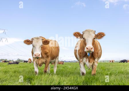 Zwei niedliche Kühe stehen aufrecht, rot und weiß zusammen auf einer grünen Wiese unter einem blauen Himmel und einem Horizont über dem Land Stockfoto