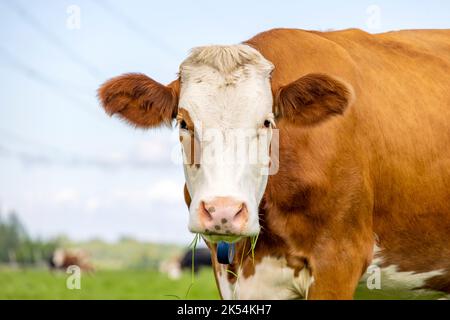 Kuh suchen, Porträt eines niedlichen und ruhigen roten Rindes, weiße Flamme und Augenmuschel, rosa Nase und freundlichen Ausdruck, liebenswert Stockfoto