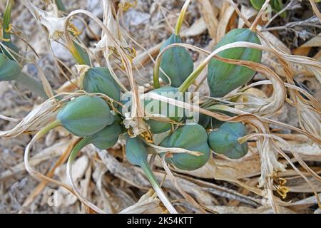 Pancratium maritimum, Narzissen und Samen. Stockfoto