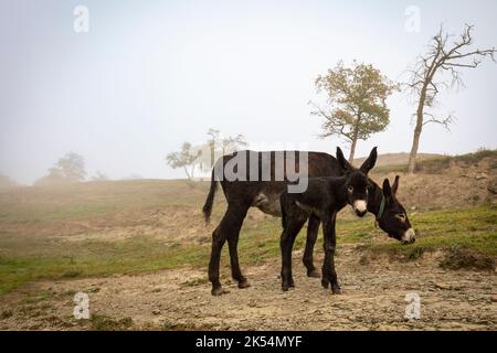 Guarà oder ruc Català (Equus asinus var. catalana) neugeborenes Fohlen (Stutfohlen, weiblich). Katalanische Eselsrasse. Stockfoto