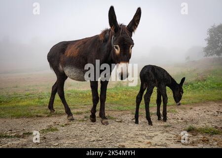 Guarà oder ruc Català (Equus asinus var. catalana) neugeborenes Fohlen (Stutfohlen, weiblich). Katalanische Eselsrasse. Stockfoto