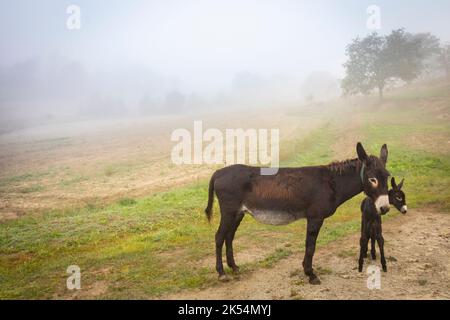 Guarà oder ruc Català (Equus asinus var. catalana) neugeborenes Fohlen (Stutfohlen, weiblich). Katalanische Eselsrasse. Stockfoto