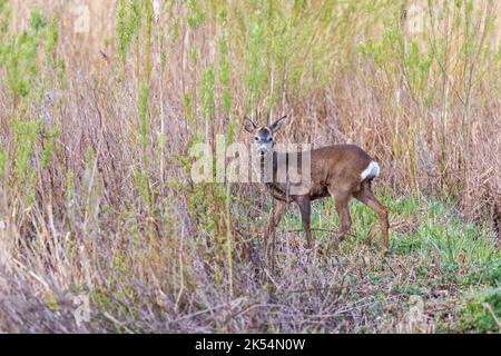 Rehe (Capreolus capreolus) in freier Wildbahn Stockfoto