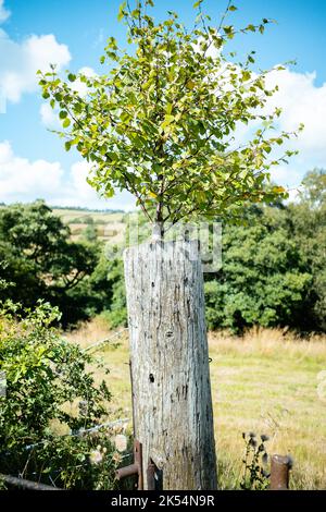 Baum, der an einem seltsamen Ort aus der Oberseite des alten abgenutzten hölzernen Pfostens wächst Stockfoto