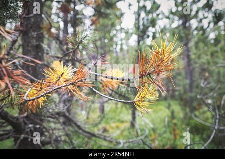 Kiefernzweige im Wald in einem Schweizer Naturpark Stockfoto