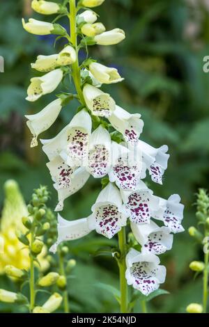 Weißer Foxglove digitalis in Blüte Stockfoto