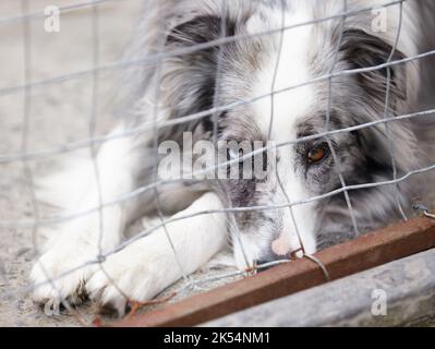 Es ist eine Hundefresswelt. Ein niedergedrückter Hund mit itamp039s Kopf nach unten, der durch die Riegel des Käfigs auf die Kamera schaut. Stockfoto