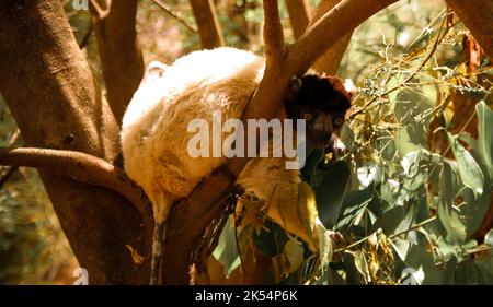 Portrait des Coquerel sifaka aka Propithecus coquereli an Lemuren Park in Antananarivo, Madagaskar Stockfoto