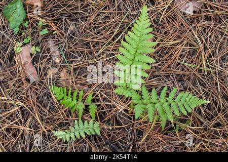 Junge Grünfarn, Polypodiopsida oder Polypodiophyta Pflanze wächst in Kiefernnadeln im Herbstwald im Freien. Draufsicht Stockfoto