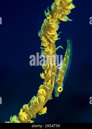 Eine Drahtkorallenziege (Bryaninops Yongei), die auf der Drahtkoralle Cirripathes anguina im Indischen Ozean um Mauritius liegt. Stockfoto