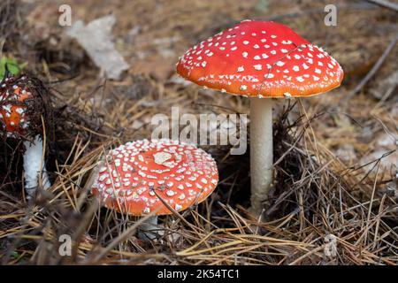 Amanita muscaria, fliegen agaric oder fliegen Amanita Pilz mit rotem Hut in Kiefernbaum Herbstwald. Weiß gepunkteter giftiger Pilz im Zehenstuhl Stockfoto