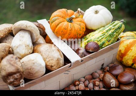 Stillleben im Herbst mit Kürbissen, Kastanien und Pilzen in einem Korb mit natürlichem Hintergrund Stockfoto