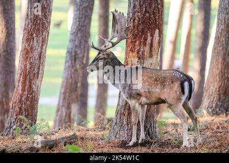 Europäischer Damwild (dama dama) Männchen (Bock), reiben und kratzen Baumrinde, um sein Territorium zu markieren, NRW, Deutschland Stockfoto