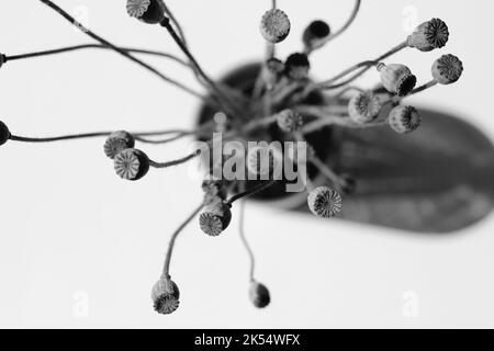 Getrocknete kleine Pods aus Poppy, abstrakt in einer dunklen Glasvase angeordnet. Inneneinrichtung. Stockfoto