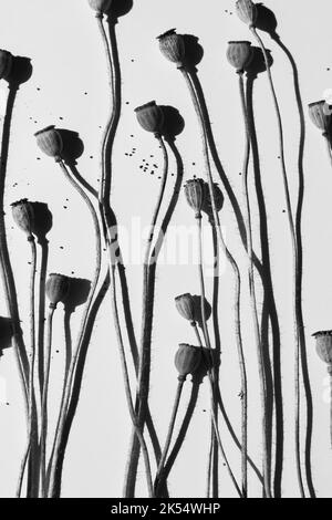 Minimalistisches Blumenmuster. Getrocknete Mohnköpfe für Handwerk und Dekor. Stockfoto