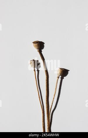 Getrocknete Mohnblatten. Minimales Branding-Designmuster. Handwerk und Einrichtung. Stockfoto