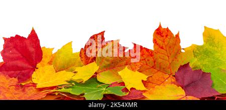 Panorama Goldener Herbst Blätter isoliert auf weißem Hintergrund Stockfoto