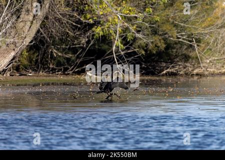 Ruhende Kormorane (Phalacrocorax aurituson) auf dem Fluss Stockfoto