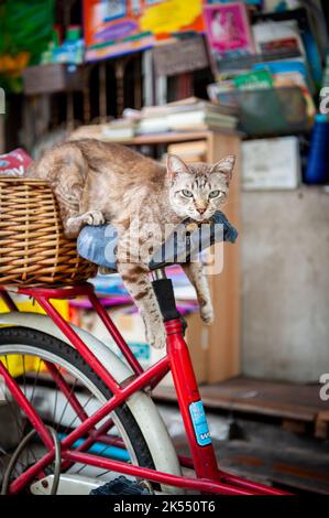 Eine sehr niedliche faule Katze macht ein Nickerchen auf dem Sitz eines alten Fahrrads zwischen den Häusern in der Gegend von Soi Ruamrudee in der Nähe des Lumphini Parks in Bangkok, Thailand. Stockfoto