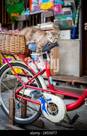 Eine sehr niedliche faule Katze macht ein Nickerchen auf dem Sitz eines alten Fahrrads zwischen den Häusern in der Gegend von Soi Ruamrudee in der Nähe des Lumphini Parks in Bangkok, Thailand. Stockfoto