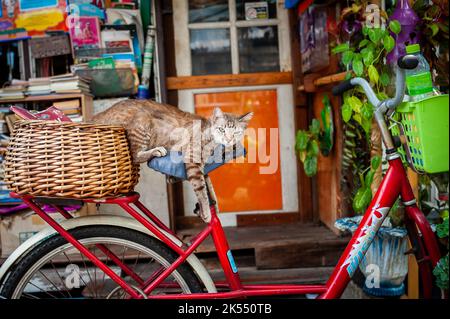 Eine sehr niedliche faule Katze macht ein Nickerchen auf dem Sitz eines alten Fahrrads zwischen den Häusern in der Gegend von Soi Ruamrudee in der Nähe des Lumphini Parks in Bangkok, Thailand. Stockfoto