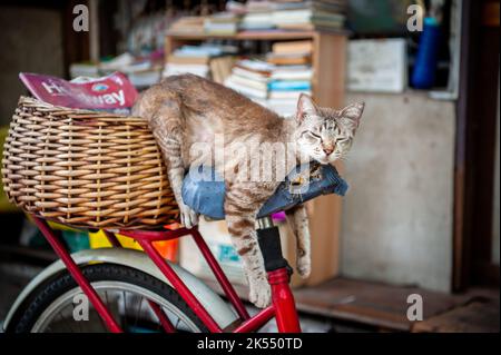 Eine sehr niedliche faule Katze macht ein Nickerchen auf dem Sitz eines alten Fahrrads zwischen den Häusern in der Gegend von Soi Ruamrudee in der Nähe des Lumphini Parks in Bangkok, Thailand. Stockfoto