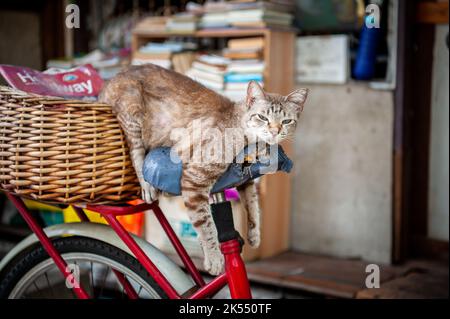 Eine sehr niedliche faule Katze macht ein Nickerchen auf dem Sitz eines alten Fahrrads zwischen den Häusern in der Gegend von Soi Ruamrudee in der Nähe des Lumphini Parks in Bangkok, Thailand. Stockfoto