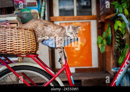 Eine sehr niedliche faule Katze macht ein Nickerchen auf dem Sitz eines alten Fahrrads zwischen den Häusern in der Gegend von Soi Ruamrudee in der Nähe des Lumphini Parks in Bangkok, Thailand. Stockfoto