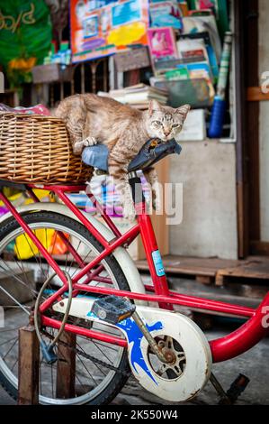 Eine sehr niedliche faule Katze macht ein Nickerchen auf dem Sitz eines alten Fahrrads zwischen den Häusern in der Gegend von Soi Ruamrudee in der Nähe des Lumphini Parks in Bangkok, Thailand. Stockfoto