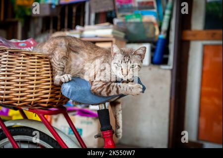 Eine sehr niedliche faule Katze macht ein Nickerchen auf dem Sitz eines alten Fahrrads zwischen den Häusern in der Gegend von Soi Ruamrudee in der Nähe des Lumphini Parks in Bangkok, Thailand. Stockfoto