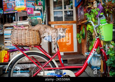 Eine sehr niedliche faule Katze macht ein Nickerchen auf dem Sitz eines alten Fahrrads zwischen den Häusern in der Gegend von Soi Ruamrudee in der Nähe des Lumphini Parks in Bangkok, Thailand. Stockfoto