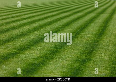 Die Textur von perfektem Fußballrasen. Fußballplatz Stockfoto