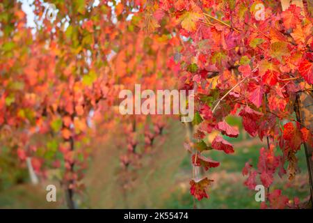 Im Herbst werden die Blätter der Rebe gelb und rot.im Herbst werden die Reben der Rebe rot.Selektiver Fokus Stockfoto